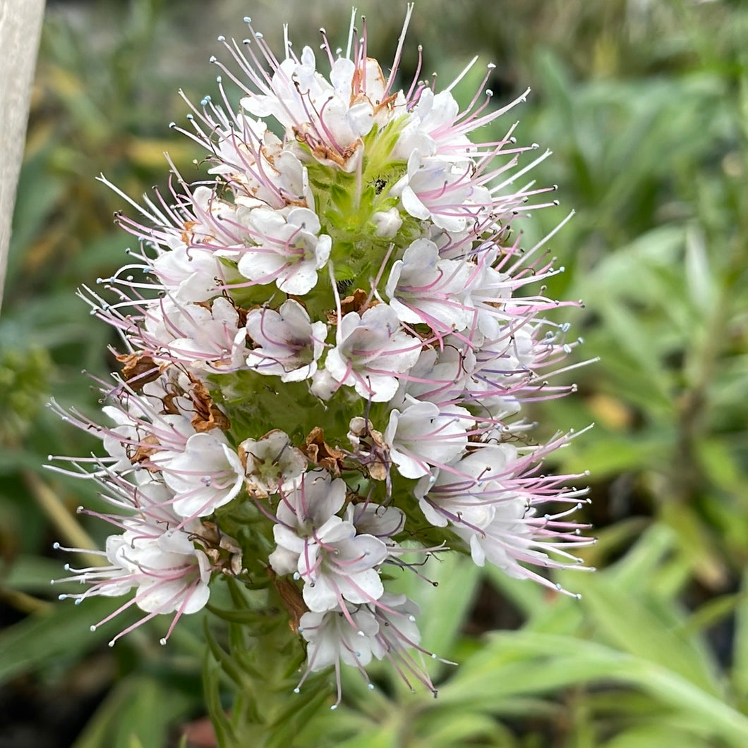 Echium candicans 'San Bruno Pink' (1 qt) | Pink Pride of Madeira (1 qt)