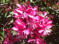 Gaura lindheimeri 'Gaudi Red' (1 qt) | Gaudi Red Gaura (1 qt)
