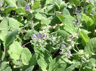 Salvia sclarea (4