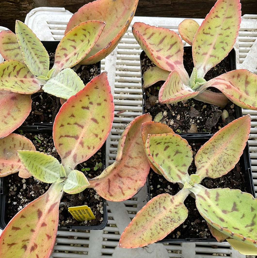 donkey ears succulent Kalanchoe gastonis-bonnieri (1 qt)
