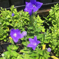 Platycodon grandiflorus 'Astra Blue' | Astra Blue Ballon Flower