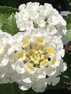 Lantana camara 'Havana Full Moon' | Havana Full Moon Lantana