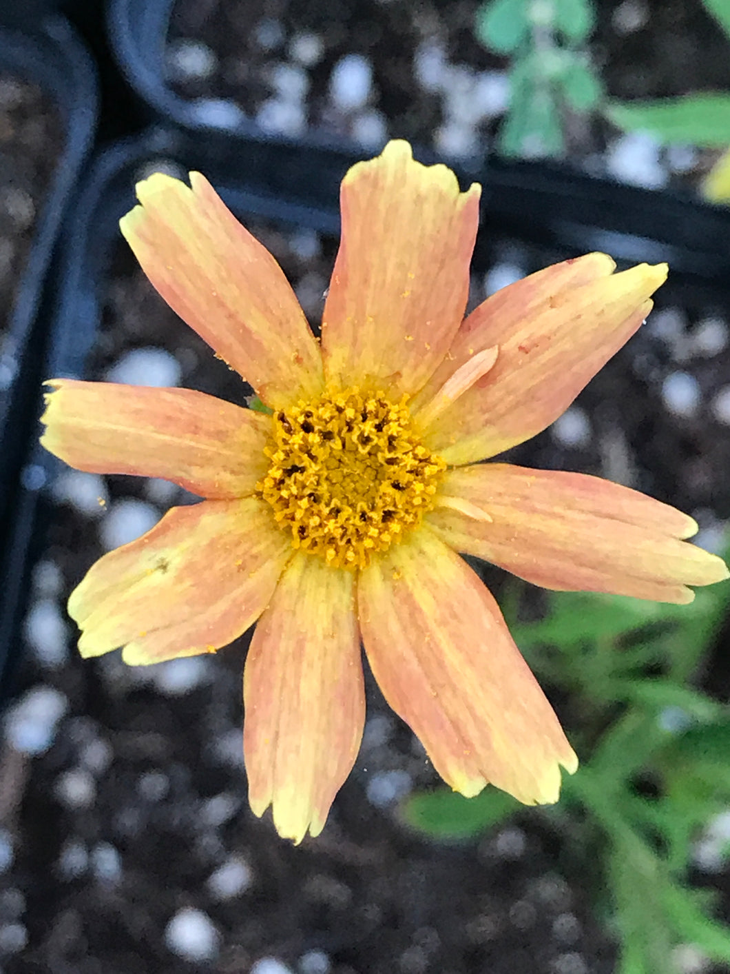 Coreopsis verticillata 'Creme Caramel' (1 qt) | Creme Caramel Tickseed (1 qt)