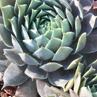Sempervivum 'Pacific Blue Ice' (4