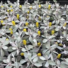 Load image into Gallery viewer, Kalanchoe pumila &#39;Silver Grey&#39;
