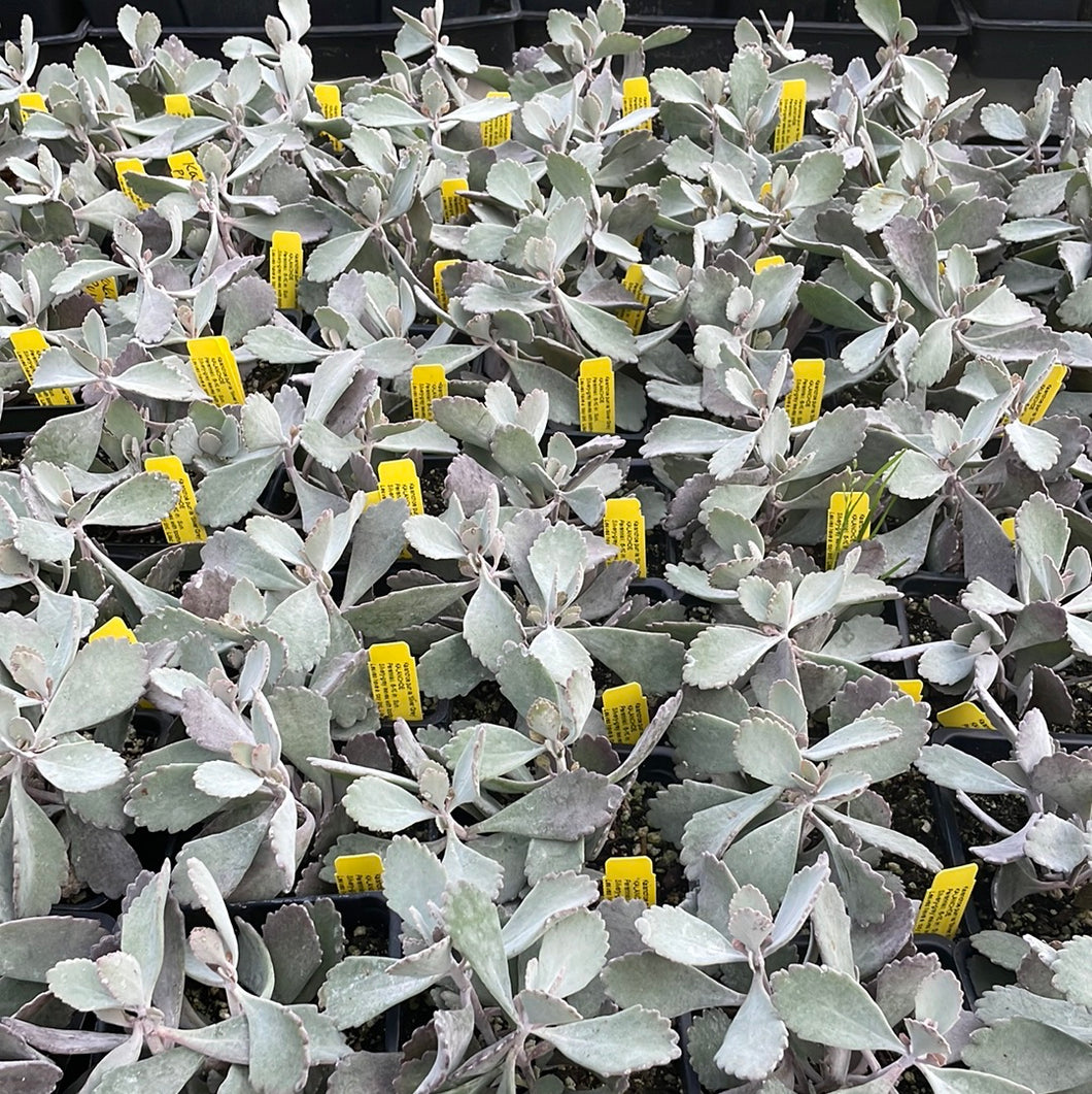 Kalanchoe pumila 'Silver Grey'