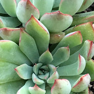 Echeveria sagita (4