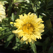 Load image into Gallery viewer, Leucanthemum &#39;Goldfinch&#39; (1 qt) | Goldfinch Shasta Daisy (1 qt)
