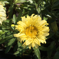 Leucanthemum 'Goldfinch' (1 qt) | Goldfinch Shasta Daisy (1 qt)