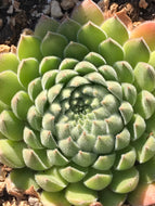 Sempervivum 'Soft Line' (4