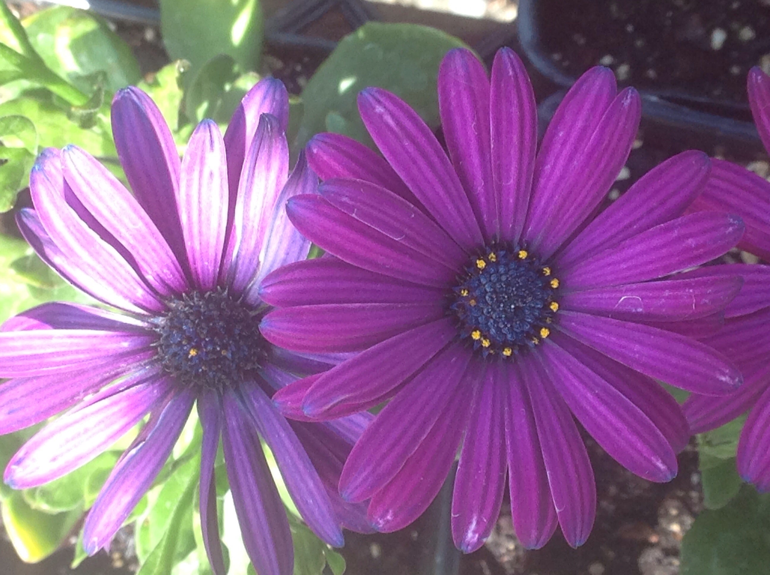 Osteospemum 'Tradewinds Deep Purple' | African Daisy – Morningsun