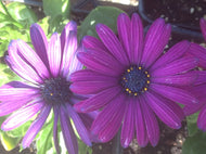 Osteospemum 'Tradewinds Deep Purple' | African Daisy