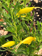 Eremophila glabra 'Mingenew Gold' (1 qt) | Gold Emu Bush (1 qt)