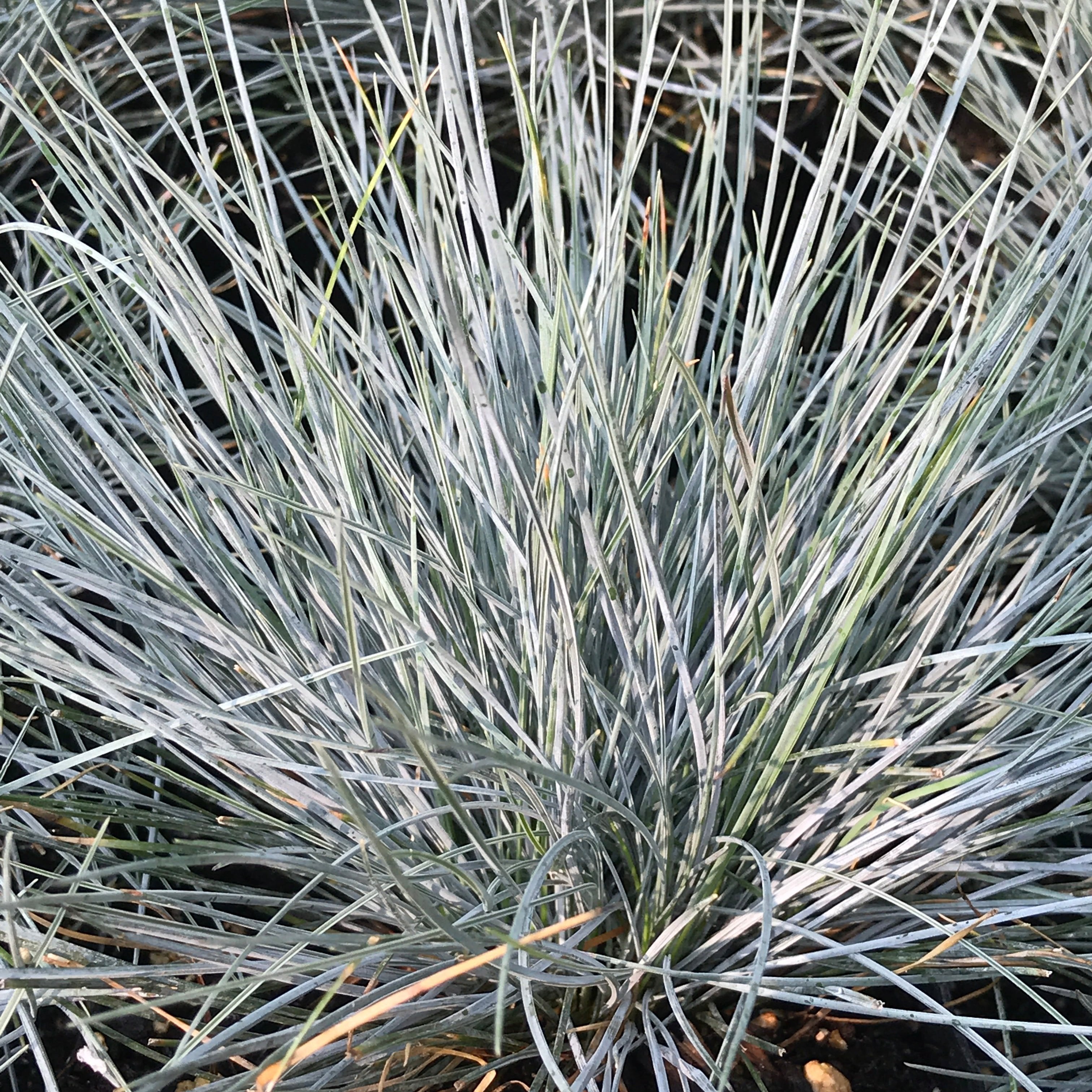 Festuca Glauca Elijah Blue