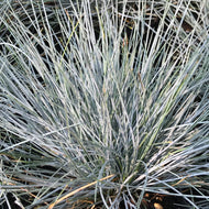 Festuca glauca 'Elijah's Blue' | Blue Fescue
