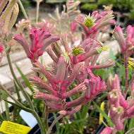 Anigozanthos 'Kanga Pink' (1 qt) | Dwarf Pink Kangaroo Paw (1 qt)