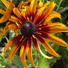 Load image into Gallery viewer, Echibeckia &#39;Summerina Blazing Fire&#39; | Blazing Fire Echibeckia
