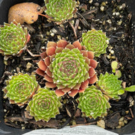 Sempervivum 'Jeanne d'Arc' (4