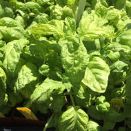 Ocimum basilicum (3.5