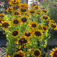 Rudbeckia hirta 'Denver Daisy' | Black Eyed Susan