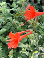 Epilobium canum 'Cloverdale' (4