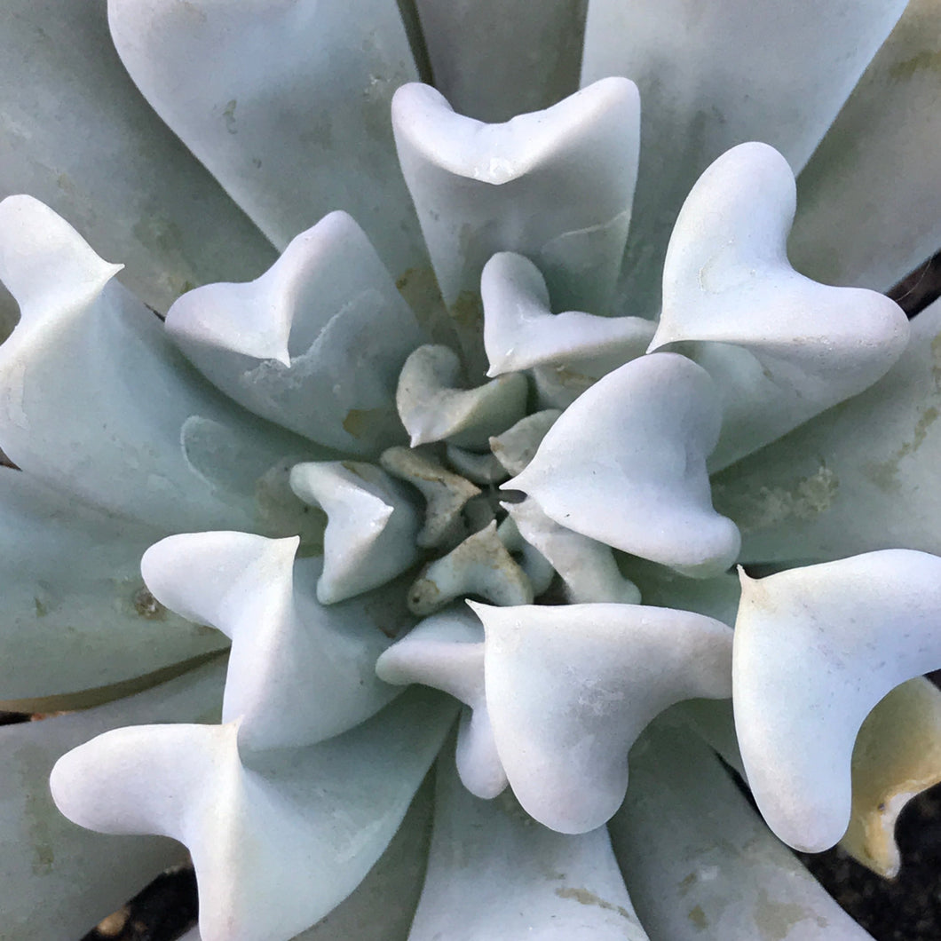 echeveria runyonii topsy turvy succulent Echeveria runyonii 'Topsy Turvy' (4")