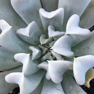 Echeveria runyonii 'Topsy Turvy' (4