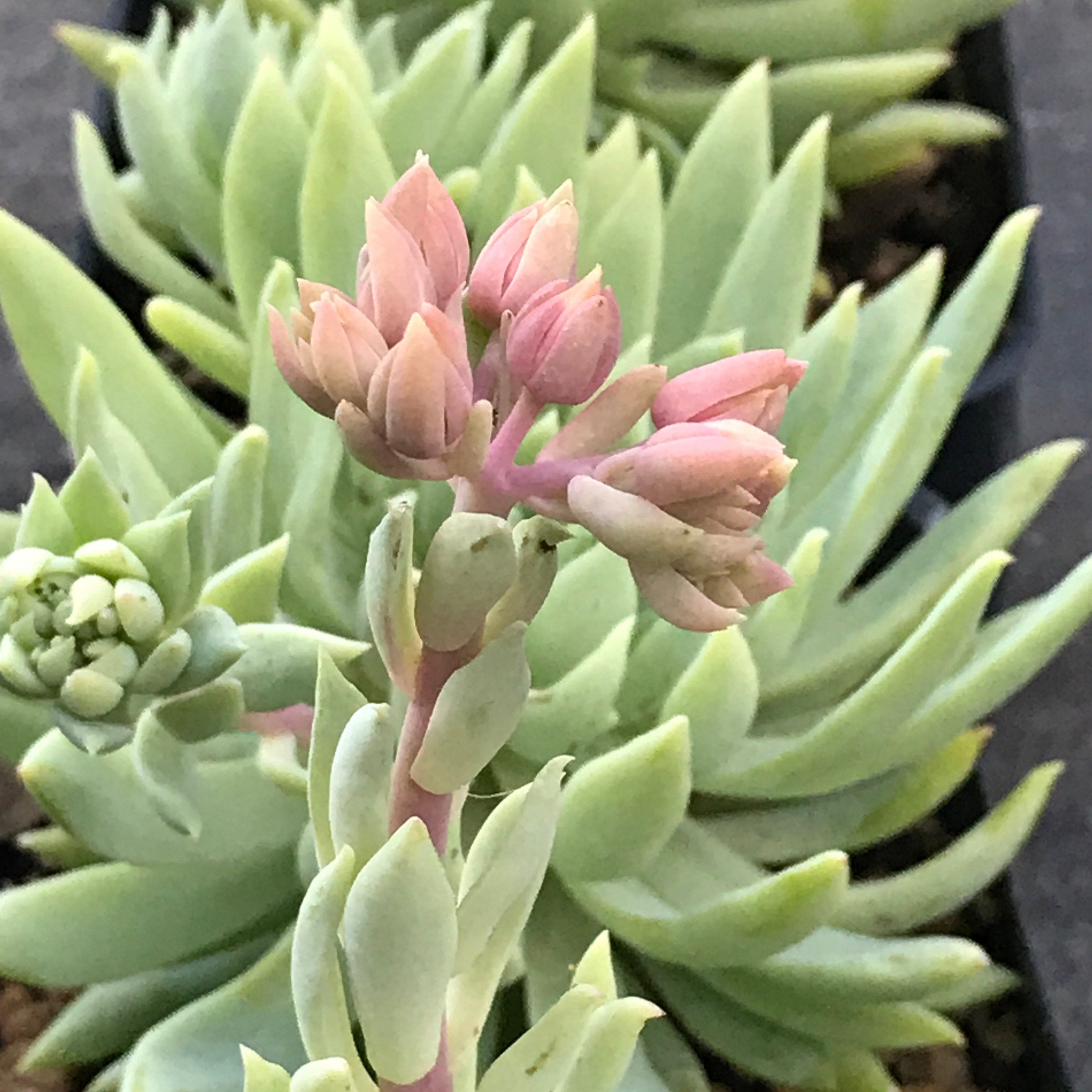 fanfare succulent Sedeveria 'Fanfare' (4