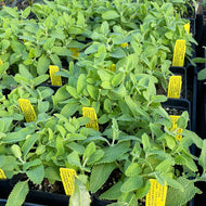 Salvia leucophylla 'Point Sal' (1 qt) | Low Purple Sage (1 qt)