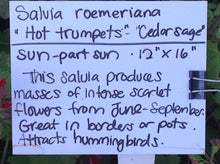 Load image into Gallery viewer, Salvia roemeriana &#39;Hot Trumpets&#39; (1 qt) | Cedar Sage (1 qt)
