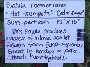 Salvia roemeriana 'Hot Trumpets' (1 qt) | Cedar Sage (1 qt)