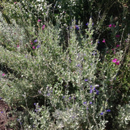 Salvia chamaedryoides (1 qt) | Electric Blue Sage (1 qt)