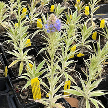 Load image into Gallery viewer, Echium candicans &#39;Star of Madeira&#39; (1 qt) | Variegated Pride of Madeira (1 qt)
