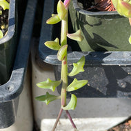 Senecio peregrinus (4