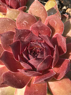 Sempervivum 'Fashion Diva' (4