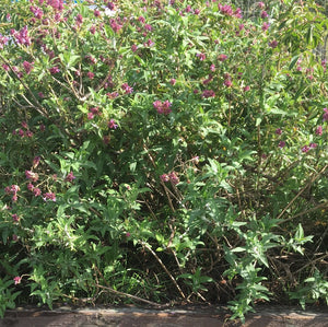 Salvia canariensis | Canary Island Sage