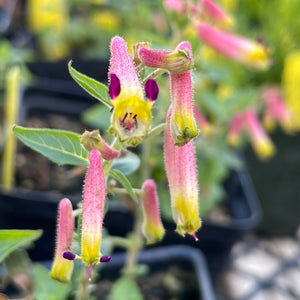 Cuphea cyanea x hirtella (1 qt) | Pink Cigar Plant (1 qt)