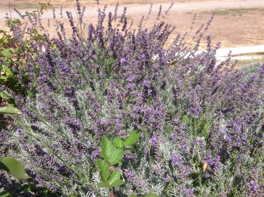 twickle purple lavender plants Lavandula angustifolia 'Twickel Purple' (4")