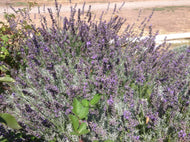 Lavandula angustifolia 'Twickel Purple' (4