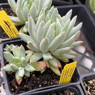 Pachyphytum hookeri (4