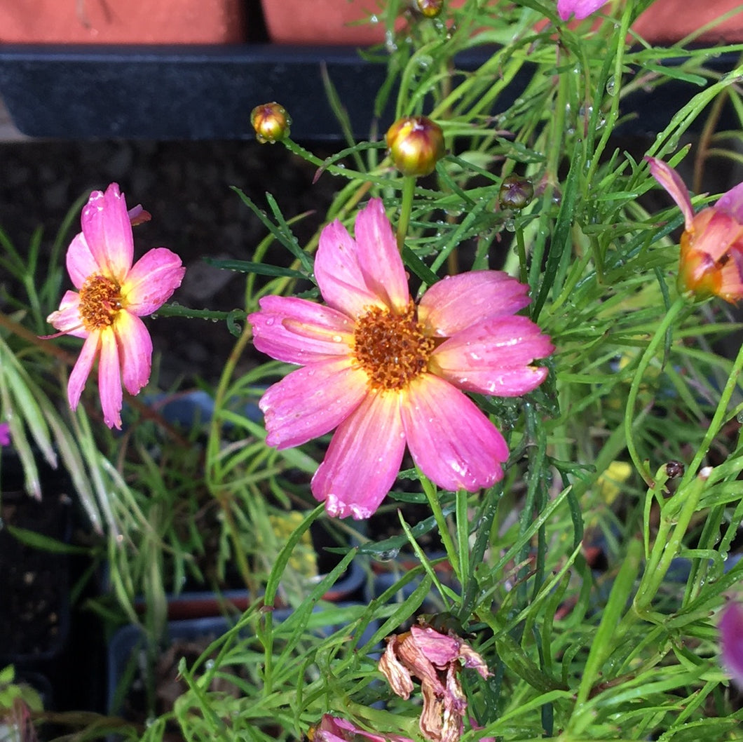 Coreopsis 'Shades of Rose' | Shades of Rose Tickseed