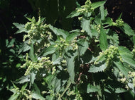Urtica dioica (4