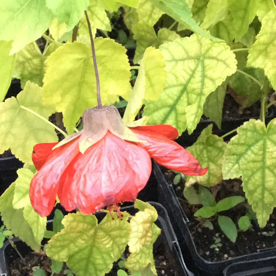 Abutilon 'Lucky Lantern Red' (1 qt) | Dwarf Flowering Maple (1 qt)