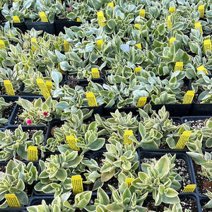 Aptenia cordifolia 'Variegata' | Variegated Heartleaf Ice Plant