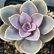 Echeveria x gibbiflora 'Perle Von Nurnberg' (4