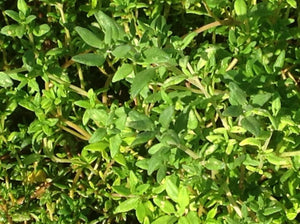 Thymus vulgaris 'German Winter' (3") | German Thyme (3")