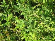 Thymus vulgaris 'German Winter' (3.5