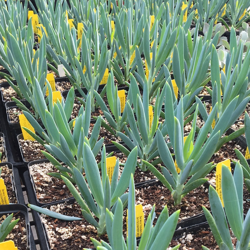 mount everest succulent Senecio ficoides 'Mount Everest' (1 qt)