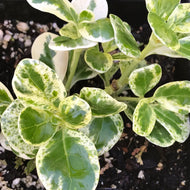 Coprosma repens 'Marble Queen' (1 qt) | Marble Queen Mirror Bush