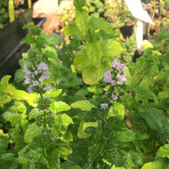 Mentha spicata (4